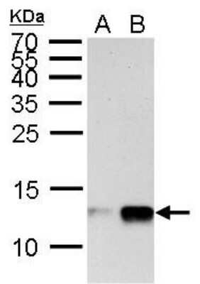 Western Blot: Histone H4 [Monomethyl Lys20] Antibody [NBP2-42859] - Analysis of A. 30 ug HeLa whole cell lysate/extract B. 30 ug HeLa nuclear lysate/extract 15 % SDS-PAGE Histone H4 (mono methyl Lys20) antibody dilution: 1:1000